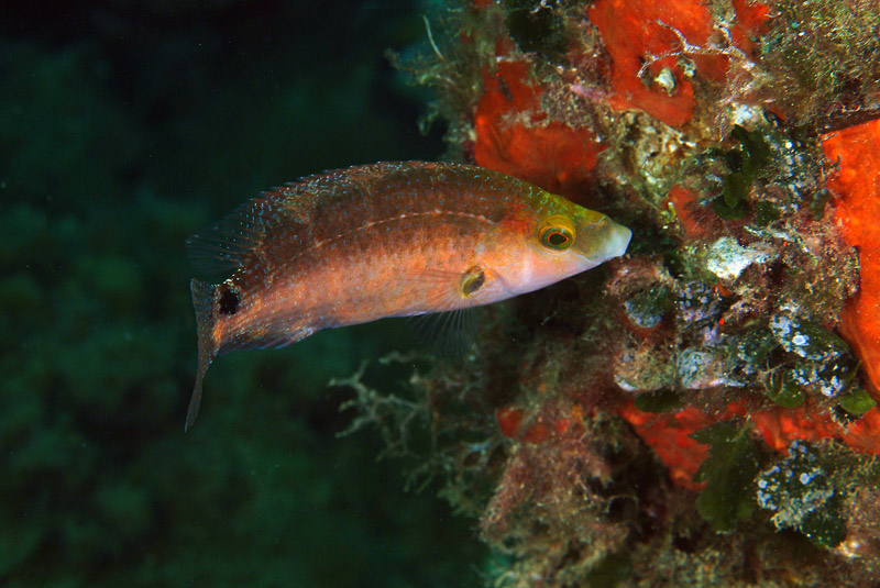 Symphodus mediterraneus 16-07-09